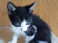 Gatinhos