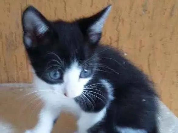 Gato ra a Mistura de himalaio idade Abaixo de 2 meses nome Gatinhos