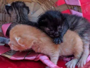 Gato raça  idade Abaixo de 2 meses nome Sem nome