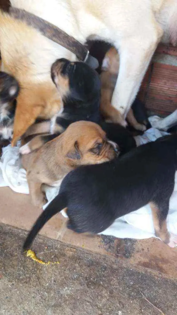 Cachorro ra a  idade Abaixo de 2 meses nome Sem nome