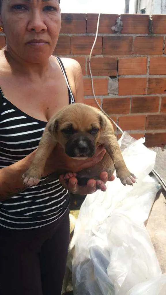Cachorro ra a  idade Abaixo de 2 meses nome Sem nome