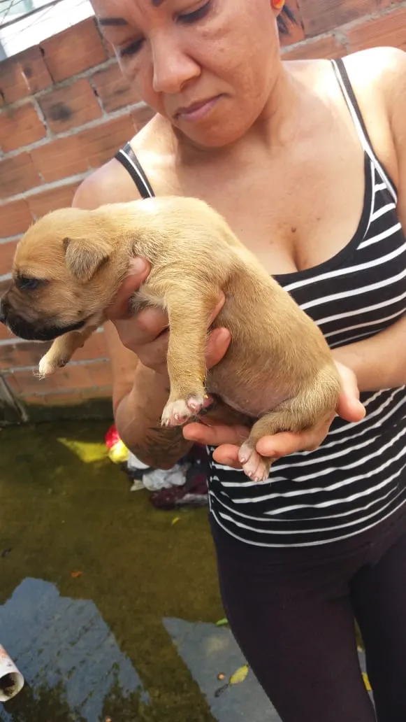 Cachorro ra a  idade Abaixo de 2 meses nome Sem nome