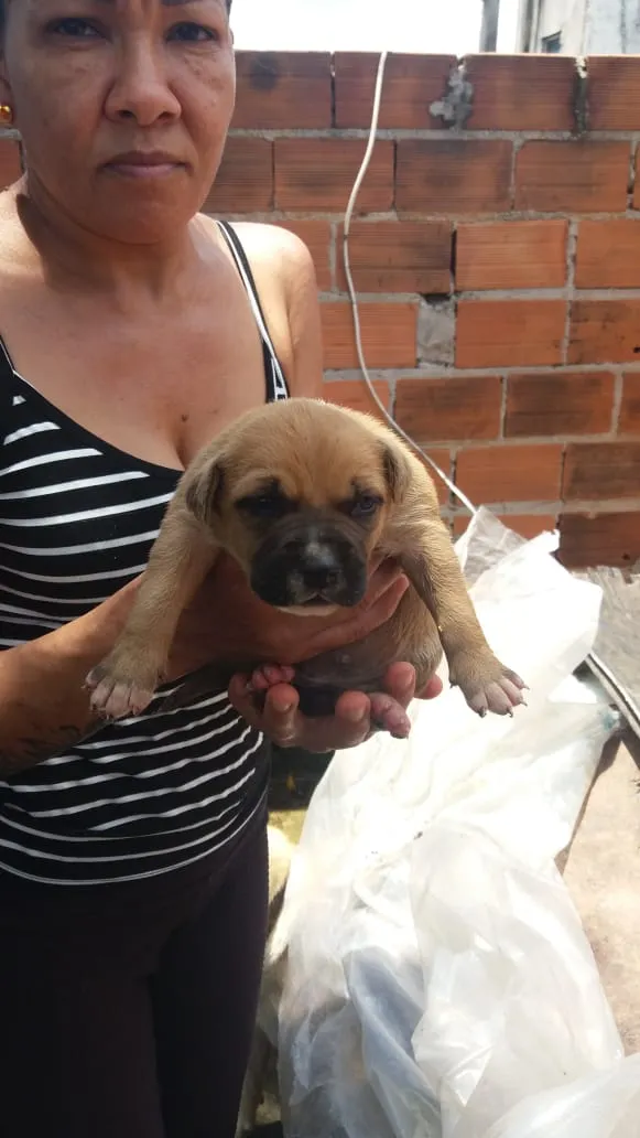 Cachorro ra a  idade Abaixo de 2 meses nome Sem nome