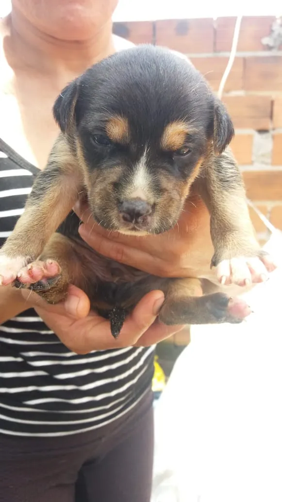 Cachorro ra a  idade Abaixo de 2 meses nome Sem nome