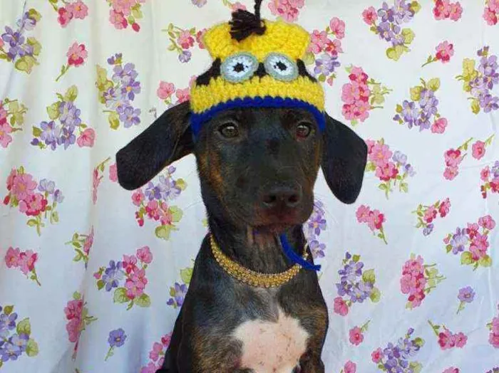 Cachorro ra a SRD idade 2 a 6 meses nome CLAIR