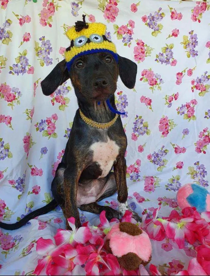 Cachorro ra a SRD idade 2 a 6 meses nome CLAIR