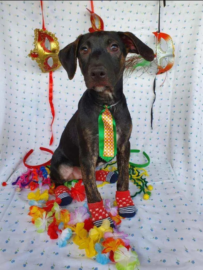 Cachorro ra a SRD  idade 2 a 6 meses nome LUKE