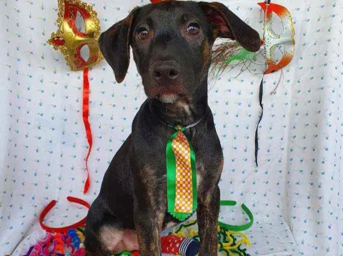 Cachorro ra a SRD  idade 2 a 6 meses nome LUKE