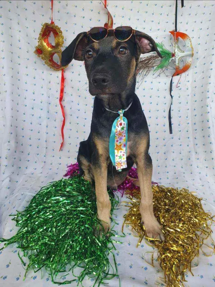 Cachorro ra a SRD  idade 2 a 6 meses nome LUFY 