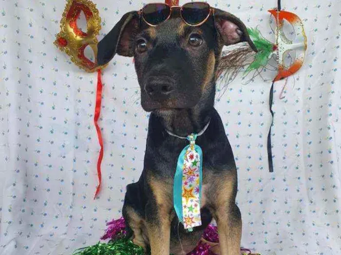 Cachorro ra a SRD  idade 2 a 6 meses nome LUFY 