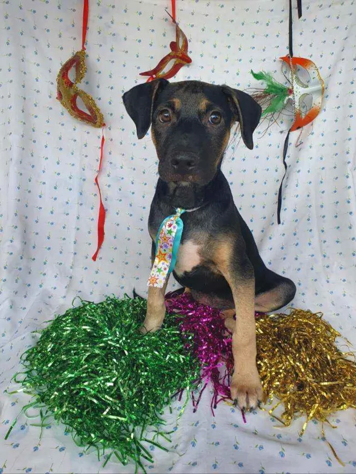 Cachorro ra a SRD  idade 2 a 6 meses nome LUFY 