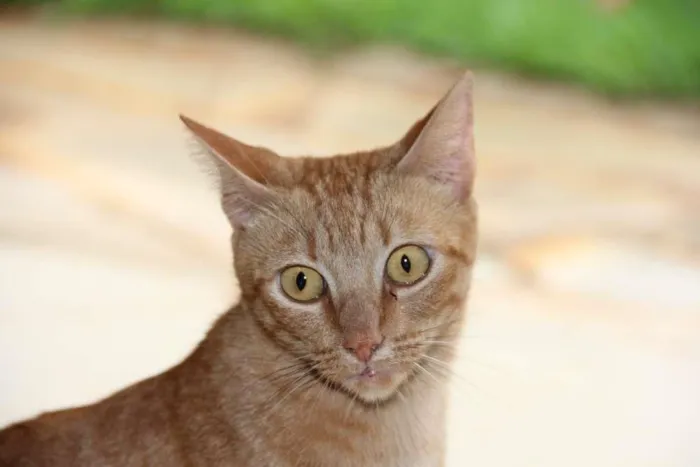 Gato ra a SRD-ViraLata idade 2 anos nome Gold