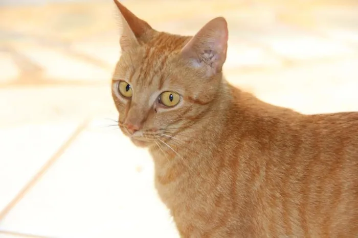 Gato ra a SRD-ViraLata idade 2 anos nome Gold