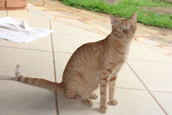 Gato ra a SRD-ViraLata idade 2 anos nome Gold