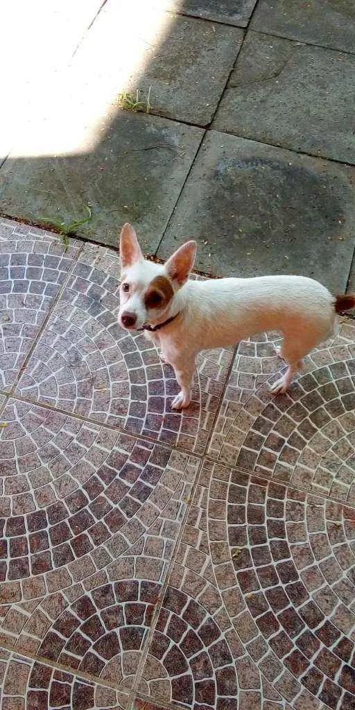 Cachorro ra a SRD idade 2 anos nome MEL
