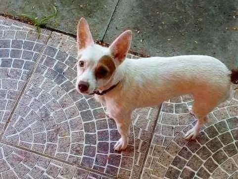 Cachorro ra a SRD idade 2 anos nome MEL