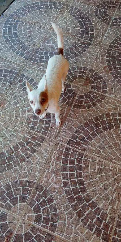 Cachorro ra a SRD idade 2 anos nome MEL