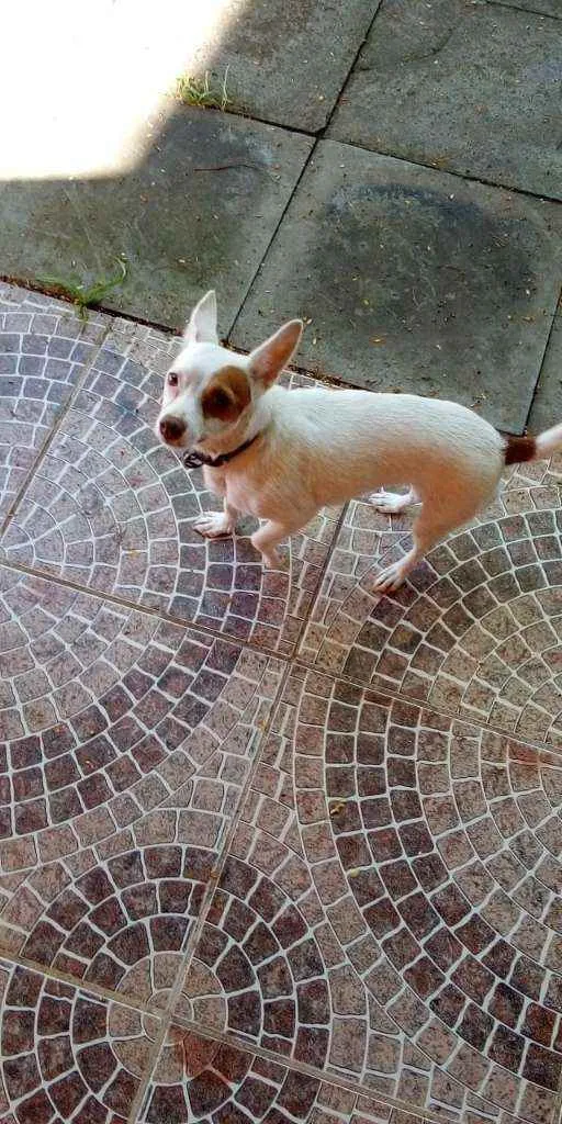 Cachorro ra a SRD idade 2 anos nome MEL