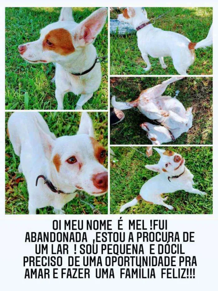 Cachorro ra a SRD idade 2 anos nome MEL