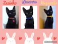 Gato raça Srd idade 2 a 6 meses nome Hugo Zeca e Luis
