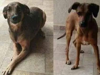 Cachorro ra a Viralata idade 5 anos nome Café e Miss