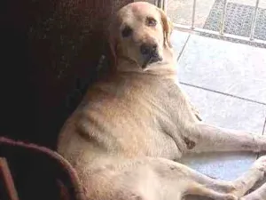 Cachorro raça Labrador idade 4 anos nome Apolo