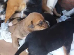 Cachorro raça  idade Abaixo de 2 meses nome Sem nome