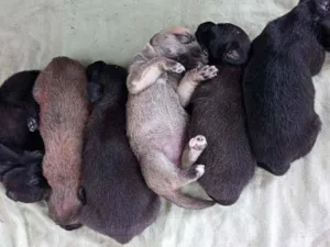 Cachorro raça  idade  nome Cão