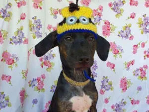 Cachorro raça SRD idade 2 a 6 meses nome CLAIR