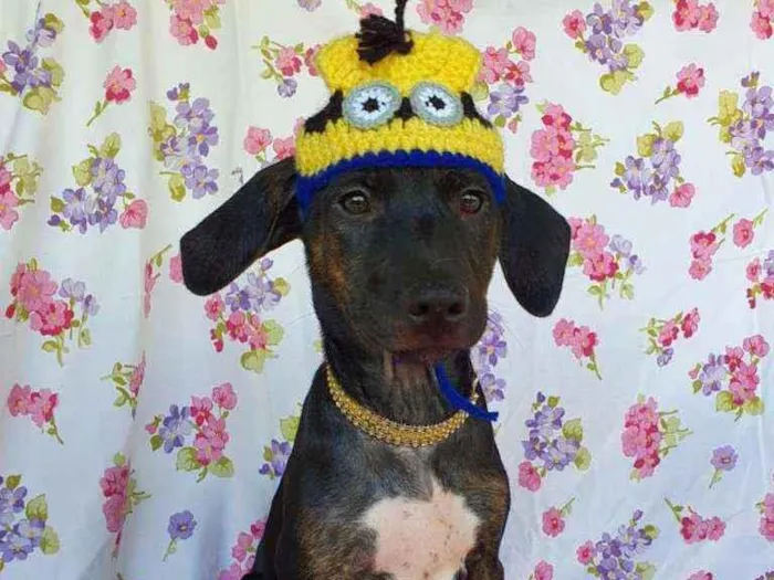 Cachorro ra a SRD idade 2 a 6 meses nome CLAIR