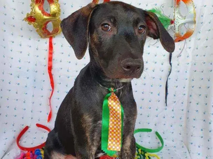 Cachorro ra a SRD  idade 2 a 6 meses nome LUKE