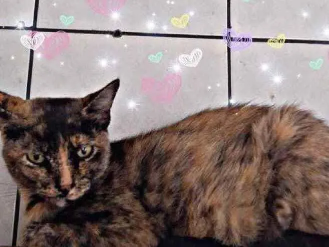 Gato ra a Srd  idade 1 ano nome Pandora 