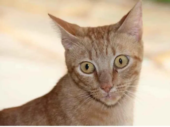 Gato ra a SRD-ViraLata idade 2 anos nome Gold