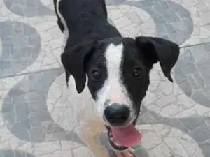Cachorro raça SRD-ViraLata idade 2 a 6 meses nome Luke
