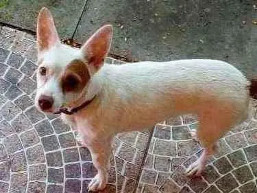 Cachorro ra a SRD idade 2 anos nome MEL