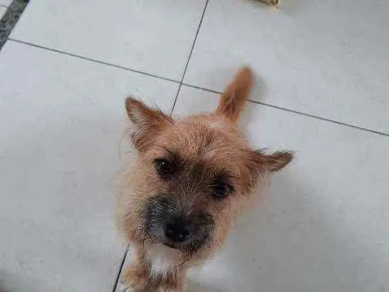 Cachorro raça Vira lata idade 1 ano nome Bisteca