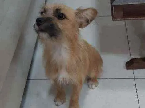 Cachorro raça Vira lata idade 1 ano nome Bisteca