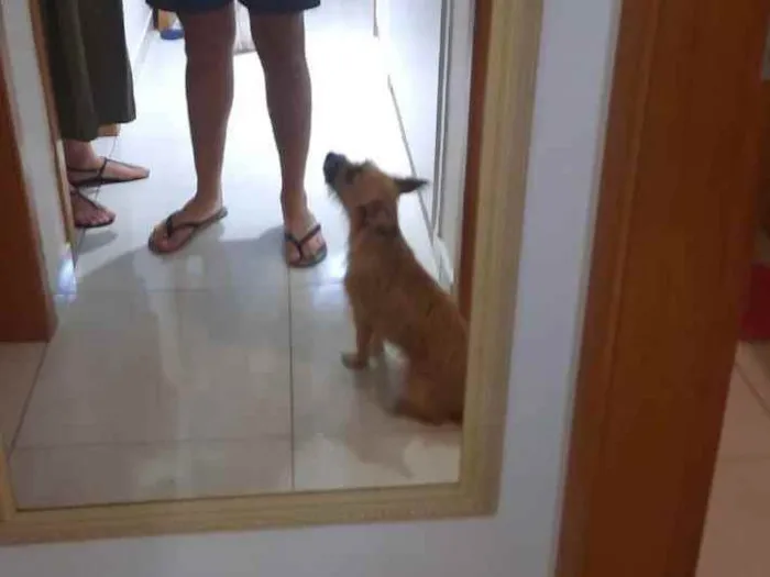 Cachorro raça Vira lata idade 1 ano nome Bisteca