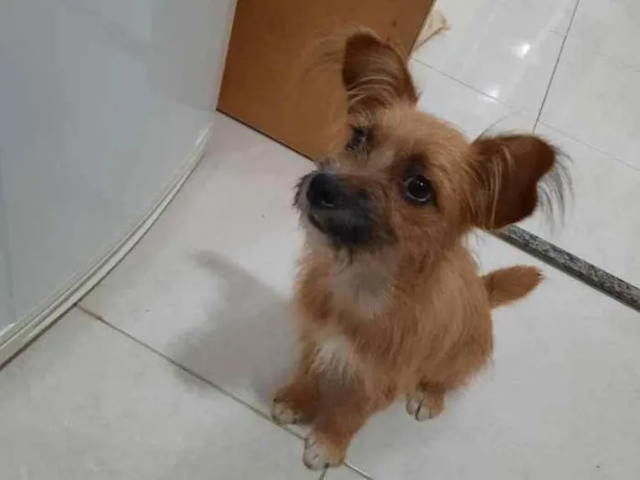 Cachorro raça Vira lata idade 1 ano nome Bisteca