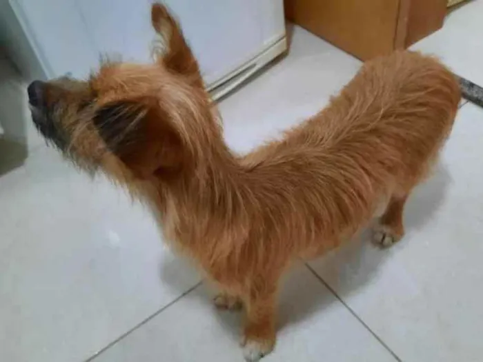 Cachorro raça Vira lata idade 1 ano nome Bisteca