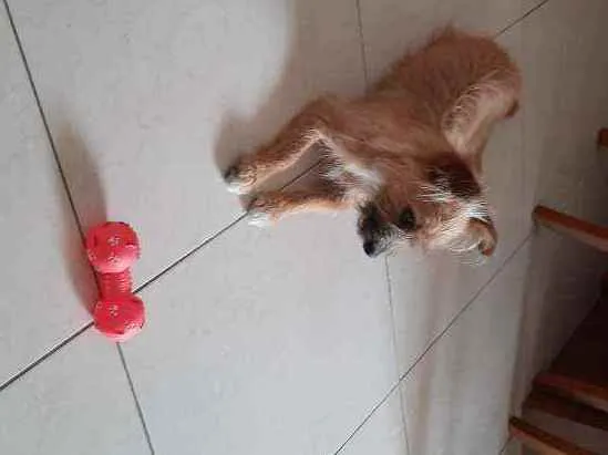 Cachorro raça Vira lata idade 1 ano nome Bisteca