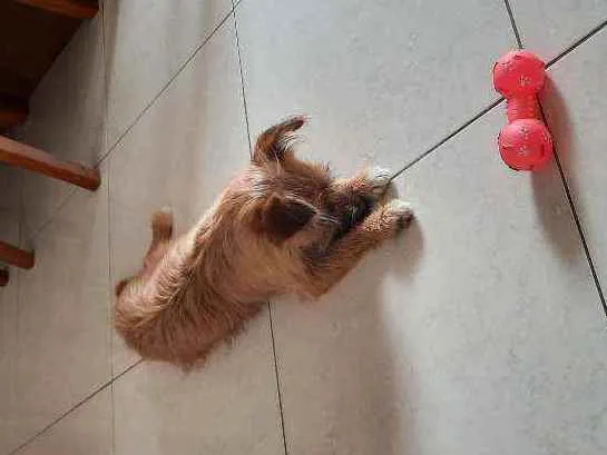 Cachorro raça Vira lata idade 1 ano nome Bisteca