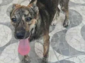 Cachorro raça SRD-ViraLata idade 2 a 6 meses nome Balú