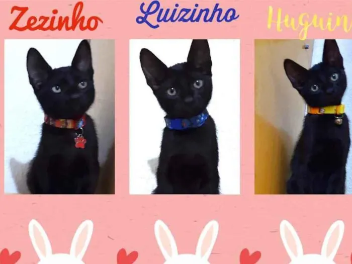 Gato raça Srd idade 2 a 6 meses nome Hugo Zeca e Luis