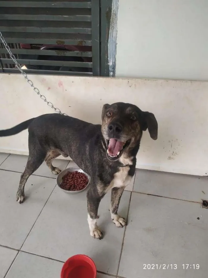 Cachorro raça sem raça definida idade 5 anos nome Danger