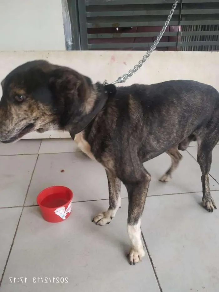 Cachorro raça sem raça definida idade 5 anos nome Danger