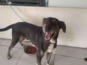 Cachorro raça sem raça definida idade 5 anos nome Danger