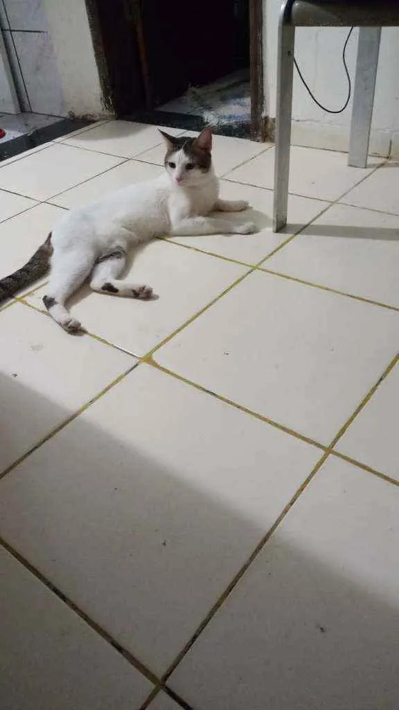 Gato ra a  idade 1 ano nome Sansão