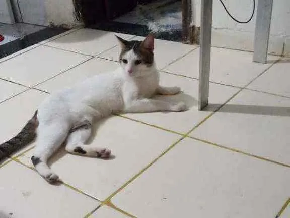 Gato ra a  idade 1 ano nome Sansão