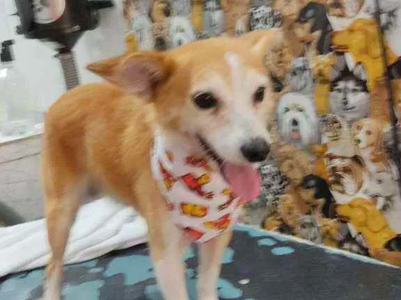 Cachorro raça Vira lata idade 4 anos nome Rex